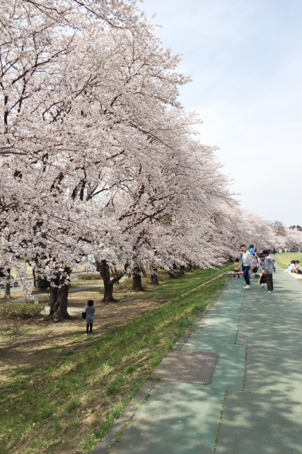 春には桜が満開に咲き誇る並木道でお花見も